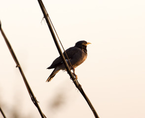 bird on the electric wire at sunset