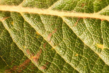 Detail of a green leaf