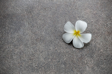 Fototapeta na wymiar White plumeria flower drop on the ground.
