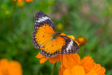 Yellow Butterfly catch on yellow Cosmos flowers.
