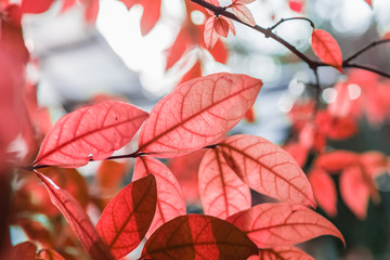 abstract fresh new red  leaves glowing in green forest focus , s