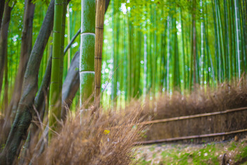 Obraz na płótnie Canvas Path to bamboo forest, Arashiyama, Kyoto, Japan blur for background.