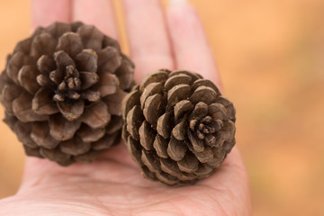 Pine cone on hand with blur background.