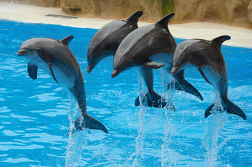 Dolphins playing in the pool © herraez