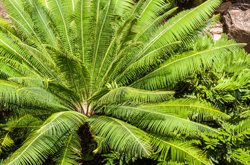Cycads