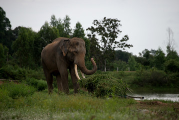 Thai elephants playing and eating sugar cane