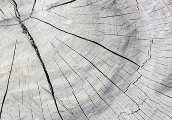 Cracked wood background