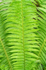Fototapeta premium background of many green fern leaves decorative