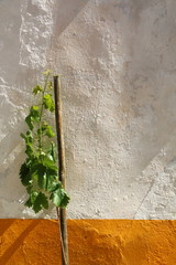 Vine on a wall of lime