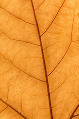 Fototapeta na wymiar Macro of a dry leaf in the fall