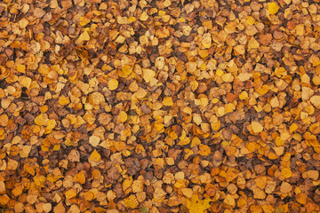 Fallen leaves in autumn forest