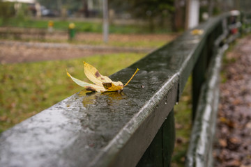 autumn leaf on a wooden railing in park
