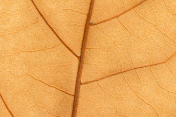 Naklejka na ściany i meble Macro of a dry leaf in the fall