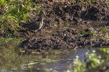 Bekassine (Gallinago gallinago)