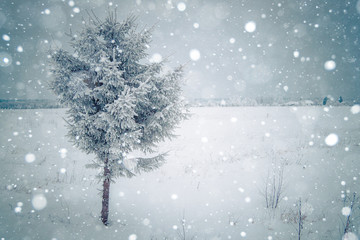 The branch of spruce covered with frost. Winter background. Snowfall. Christmas tree, pine. Copy space. Vertical Photo.