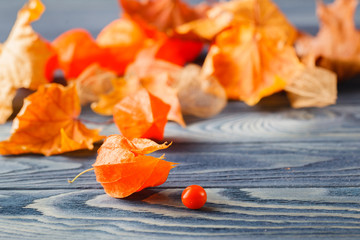 Autumn simbols, Phisalys on the blue wood background