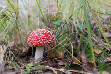 Poisonous mushroom Amanita muscaria in the grass