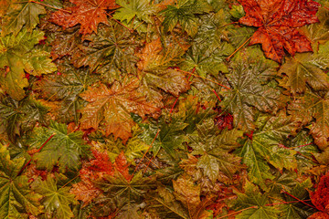 Maple leaves background