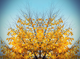 Autumn tree on sky background