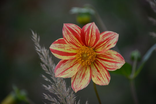 Dahlie, rot-gelb gestreifte Blütenblätter