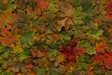 Maple leaves background