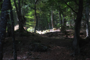 Magic Dark beech forest