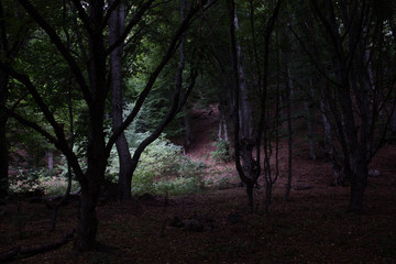 Magic Dark beech forest