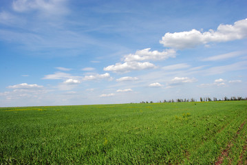 Field of winter wheat in spring, sky and clouds