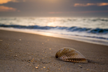 Shell on Beach at Sunrise