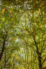 the tree tops
