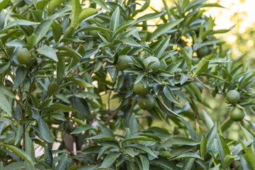 Growing lime tree. Limes
