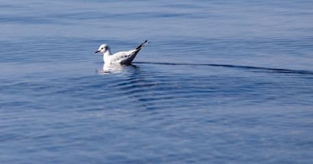 Gull on the lake in nature