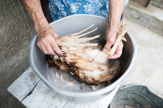 Unrecognizable senior woman cleaning freshly slaughtered chicken