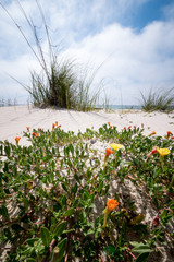 Flowers and Grasses on Beach III