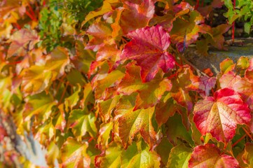 Wild grapes on the wall background in sunset