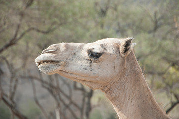 Closeup of a camel's head