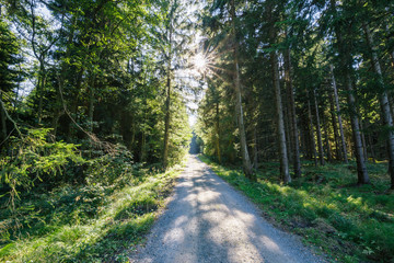 Obraz premium Wandern durch den Harz Wald bei Sonnenschein