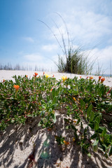 Flowers and Grasses on Beach III