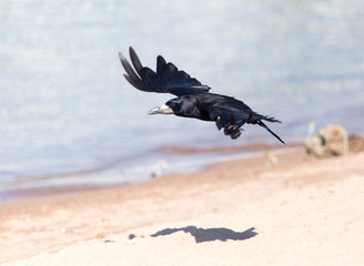 Black crow in flight Sea