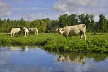 Charolaise blanche étonnée du Marais Poitevin à Damvix (85420), département de la Vendée en...