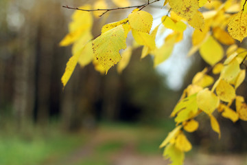 Жёлтые листья березы