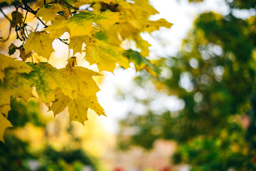 old yellow and green autumn maple leaves on a branch in the corner of the photo. the background