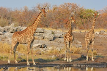 Giraffen (giraffa camelopardalis) am Wasserloch (Etosha)