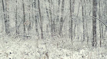 Fototapeta premium Majestic landscape with fog during a snowfall. Dramatic and picturesque wintry scene. Winter forest with snow on trees and floor
