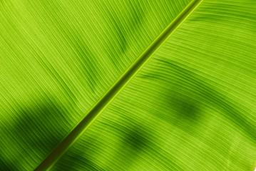 Underside of a banana leaf backlit by the sun