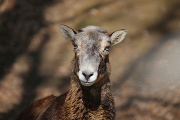 Sweet brown lamb background