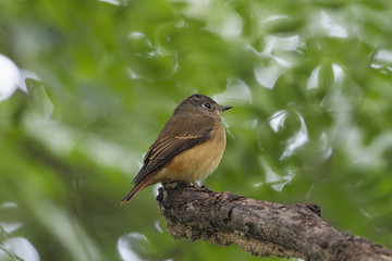 The ferruginous flycatcher is a species of bird in the family Muscicapidae. It is found in Bangladesh, Bhutan, China, Indonesia, Japan, Laos, Malaysia, Myanmar, Nepal, the Philippines, India,Thailand