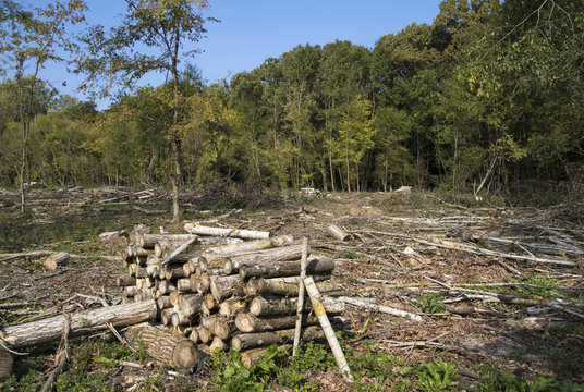Deforestation environmental damage destruction of forest