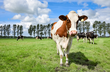 Hübsche Rotbunte Kuh auf der Wiese, leckt sich das Maul mit der Zunge 