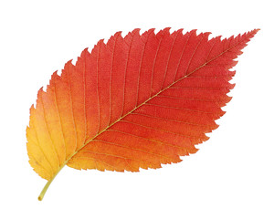 Red and yellow leaf elm isolated on white background.